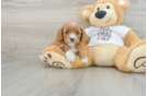 Best Cavapoo Baby