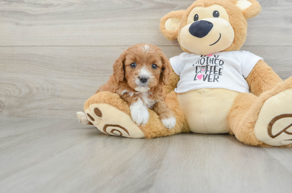 5 week old Cavapoo Puppy For Sale - Simply Southern Pups