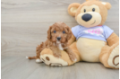 Cavapoo Puppy for Adoption
