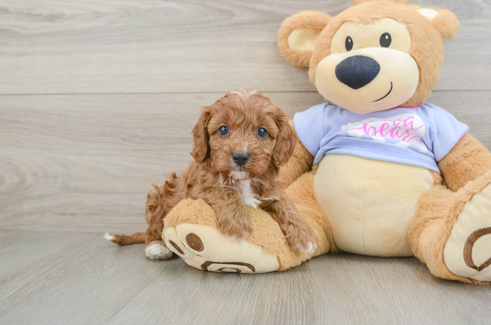 5 week old Cavapoo Puppy For Sale - Simply Southern Pups