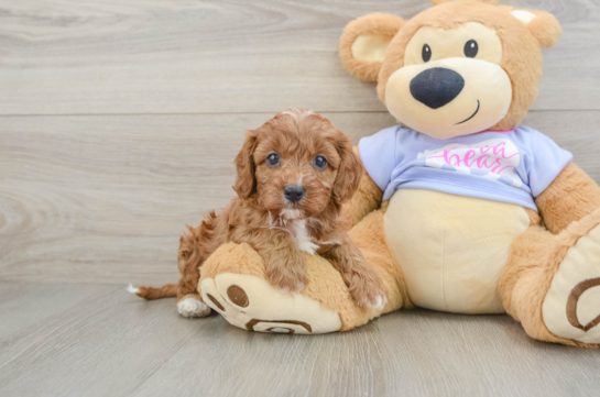 Cavapoo Puppy for Adoption