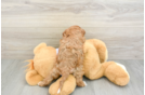 Cavapoo Pup Being Cute