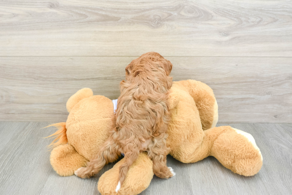 Cavapoo Pup Being Cute
