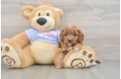 Fluffy Cavapoo Poodle Mix Pup