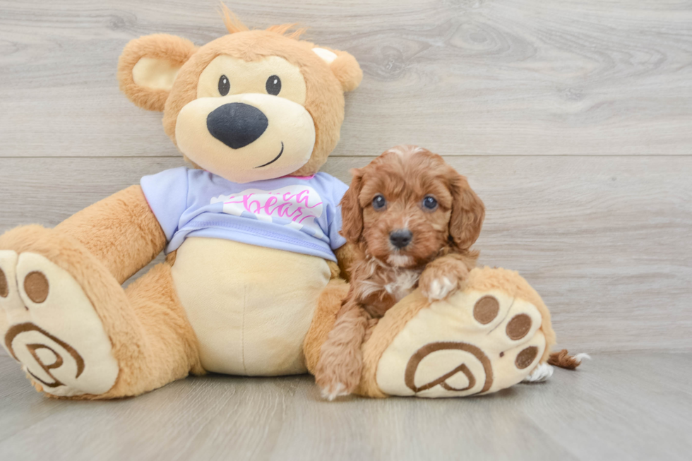 Fluffy Cavapoo Poodle Mix Pup