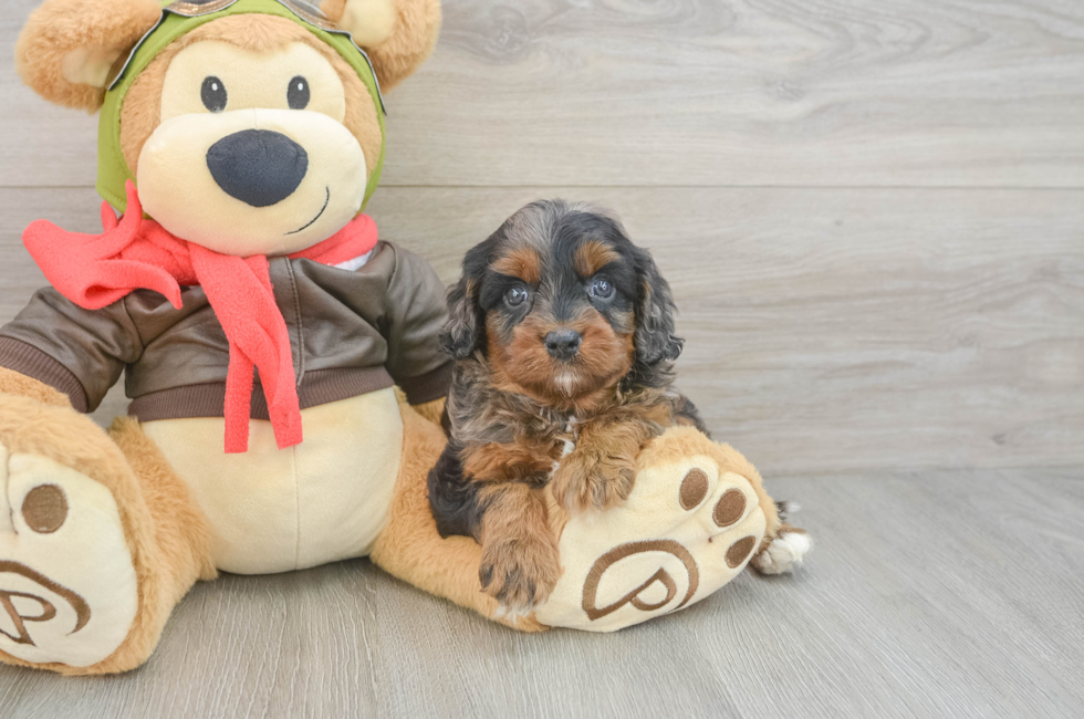 6 week old Cavapoo Puppy For Sale - Simply Southern Pups