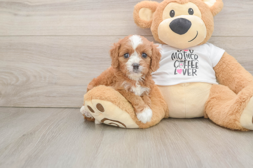 6 week old Cavapoo Puppy For Sale - Simply Southern Pups