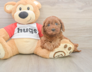 7 week old Cavapoo Puppy For Sale - Simply Southern Pups