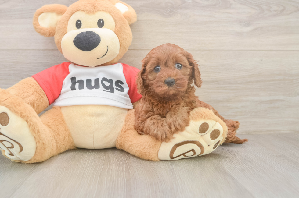 5 week old Cavapoo Puppy For Sale - Simply Southern Pups