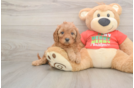 Cavapoo Puppy for Adoption