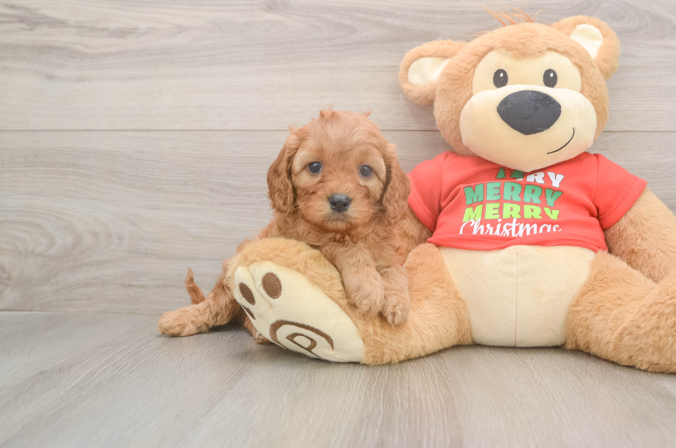 5 week old Cavapoo Puppy For Sale - Simply Southern Pups