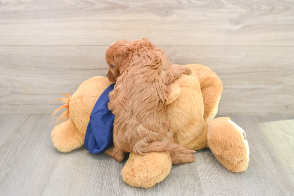 Popular Cavapoo Poodle Mix Pup