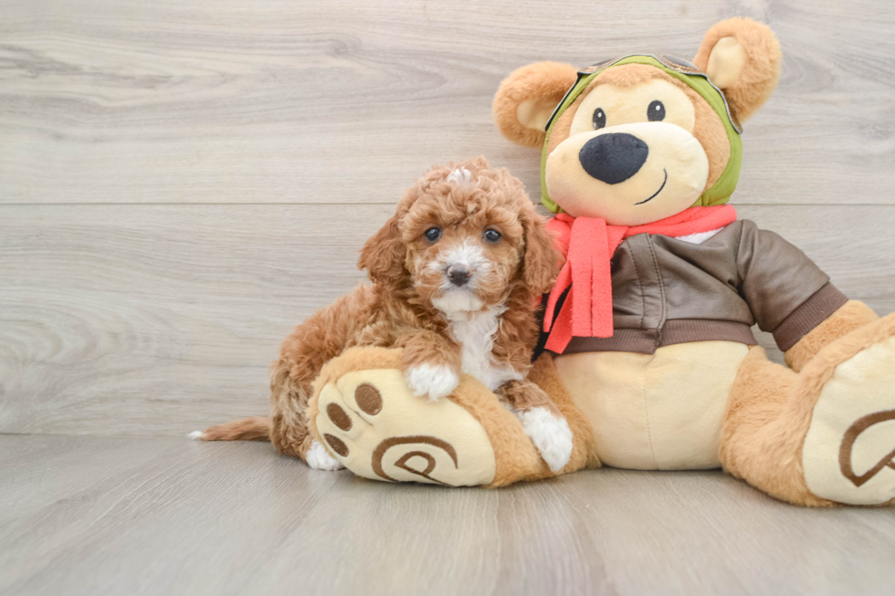 Adorable Cavalier King Charles Spaniel and Poodle Mix Poodle Mix Puppy