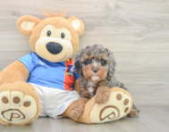 9 week old Cavapoo Puppy For Sale - Simply Southern Pups