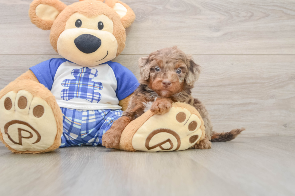 Cavapoo Pup Being Cute