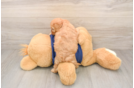 Small Cavapoo Baby