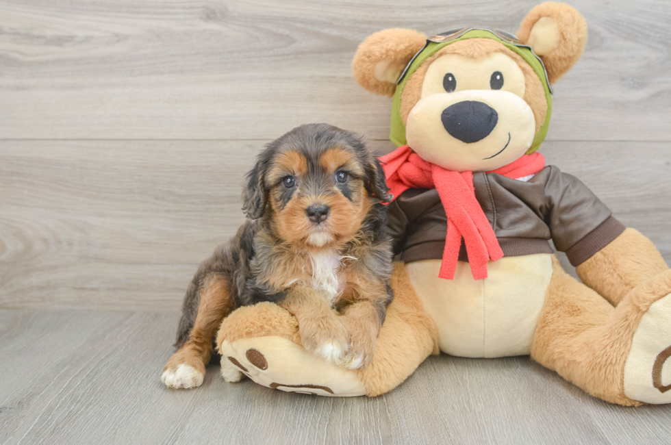 6 week old Cavapoo Puppy For Sale - Simply Southern Pups