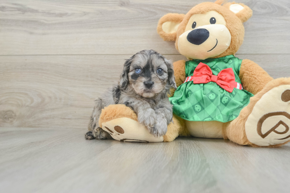 Best Cavapoo Baby