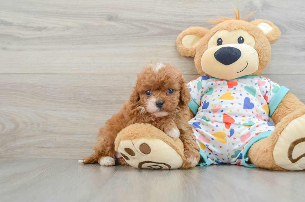 6 week old Cavapoo Puppy For Sale - Simply Southern Pups