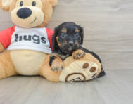 9 week old Cavapoo Puppy For Sale - Simply Southern Pups