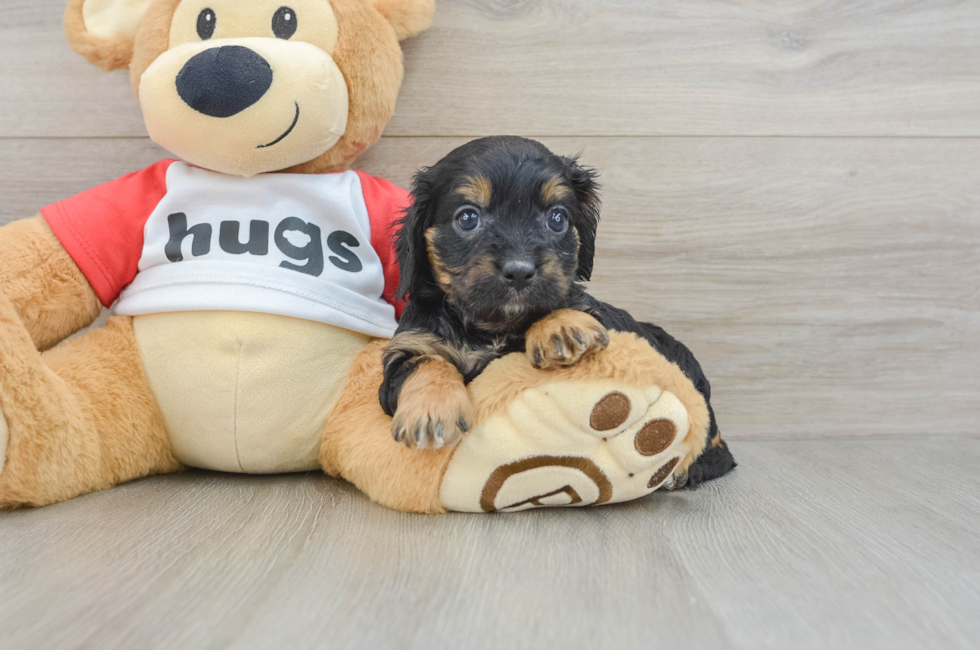 8 week old Cavapoo Puppy For Sale - Simply Southern Pups