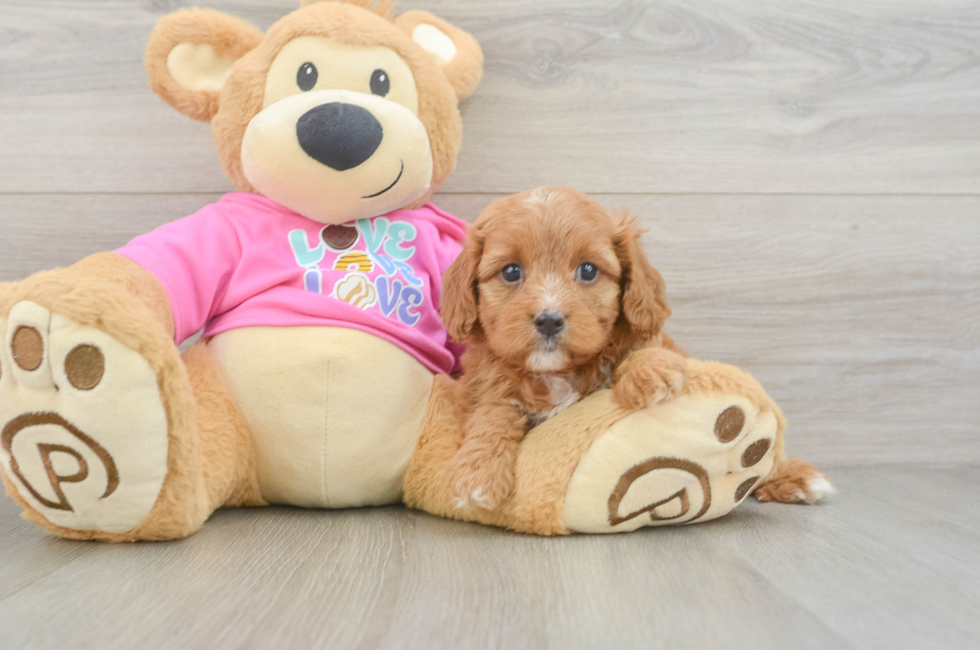 6 week old Cavapoo Puppy For Sale - Simply Southern Pups