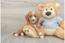 Best Cavapoo Baby