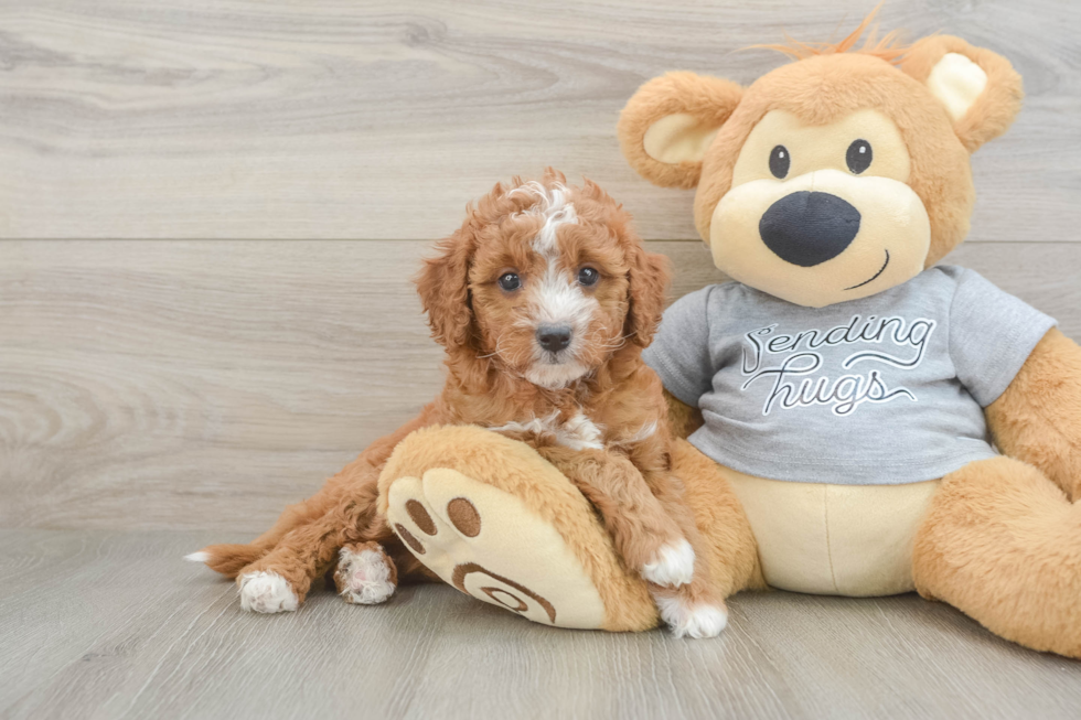 Best Cavapoo Baby