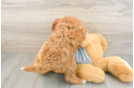 Friendly Cavapoo Baby