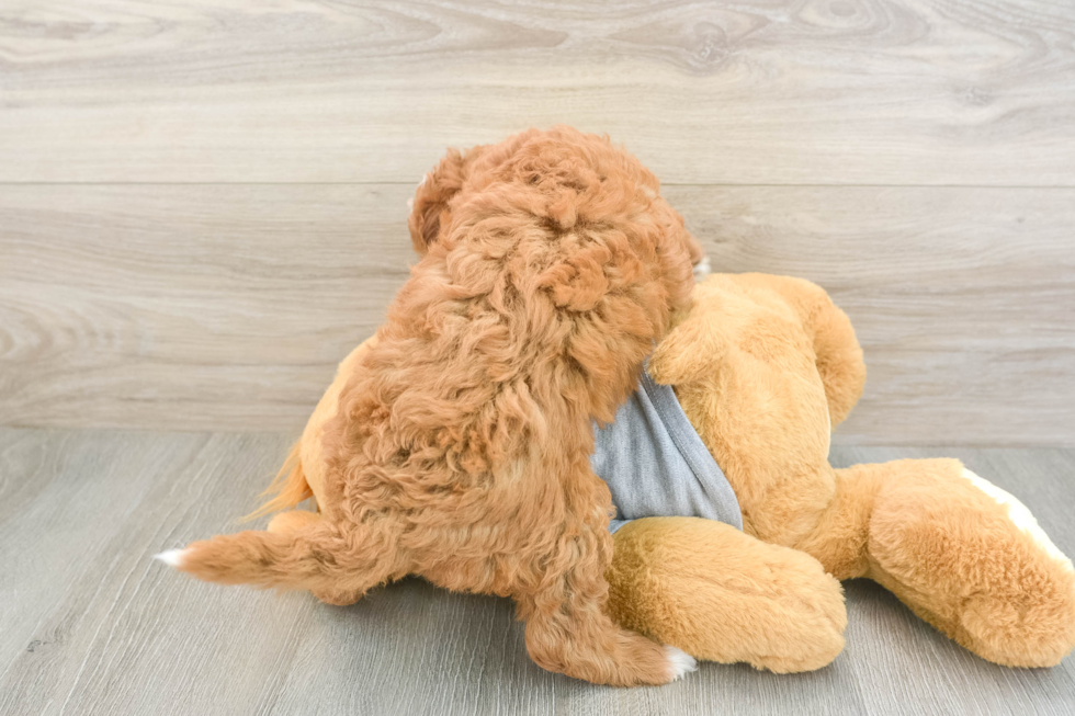 Friendly Cavapoo Baby