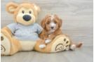 Best Cavapoo Baby
