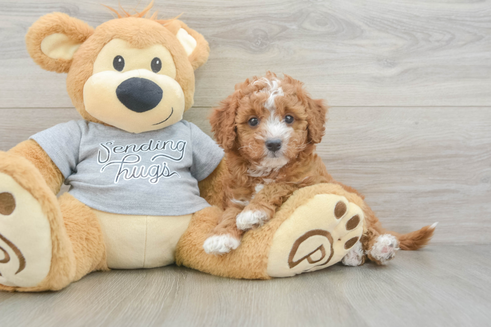 Best Cavapoo Baby