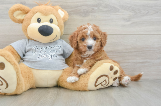 Best Cavapoo Baby