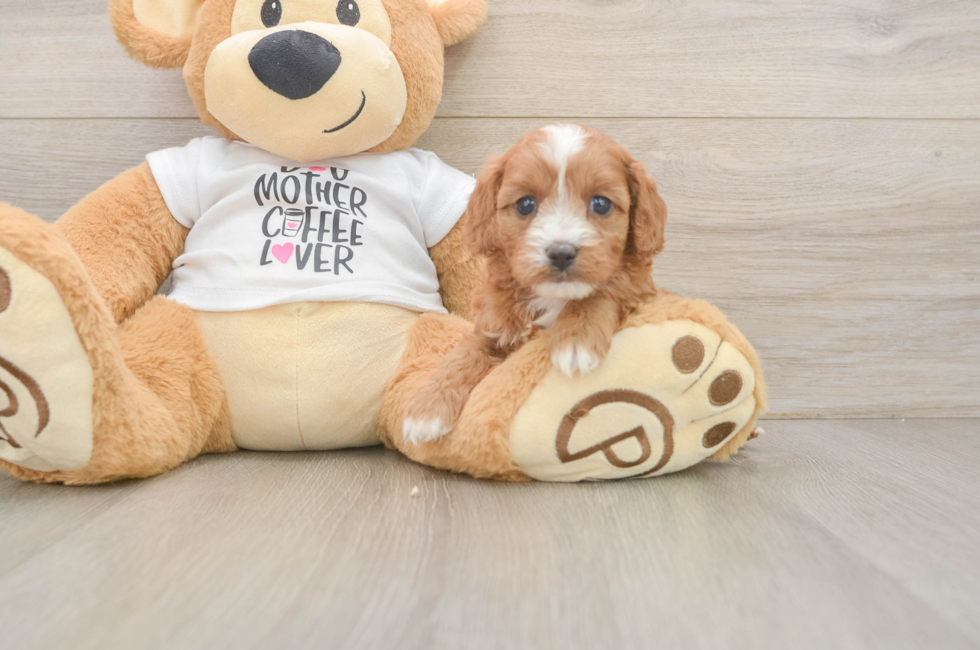 6 week old Cavapoo Puppy For Sale - Simply Southern Pups