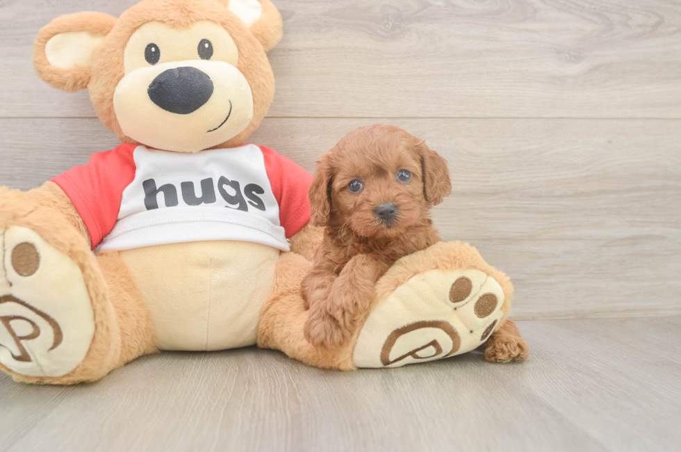 5 week old Cavapoo Puppy For Sale - Simply Southern Pups