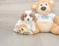 8 week old Cavapoo Puppy For Sale - Simply Southern Pups