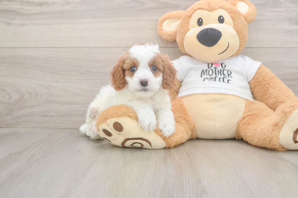 Meet Ellie - our Cavapoo Puppy Photo  1/3 - Simply Southern Pups Cavapoo Pup Being Cute