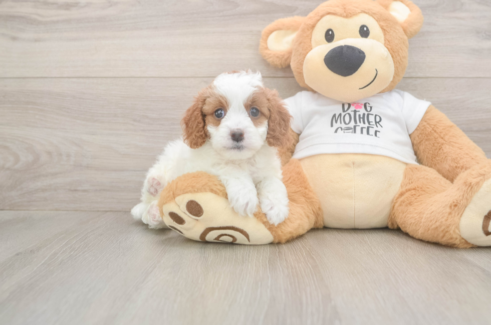 6 week old Cavapoo Puppy For Sale - Simply Southern Pups