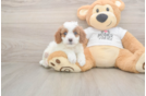 Meet Ellie - our Cavapoo Puppy Photo  1/3 - Simply Southern Pups Cavapoo Pup Being Cute