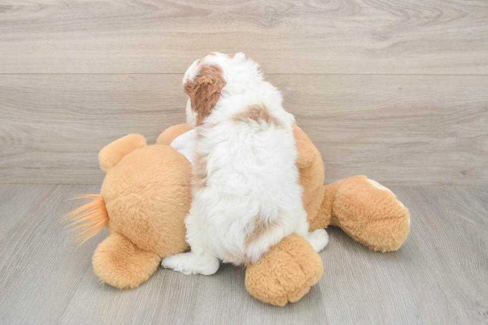 Meet Ellie - our Cavapoo Puppy Photo  3/3 - Simply Southern Pups Cavapoo Puppy for Adoption