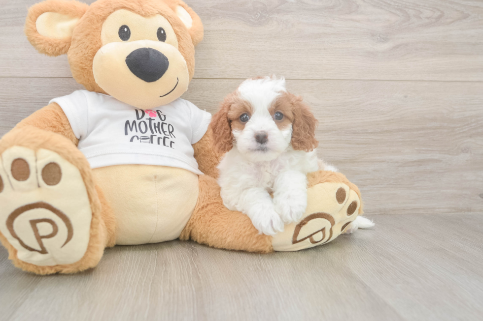 Meet Ellie - our Cavapoo Puppy Photo  2/3 - Simply Southern Pups Cavapoo Pup Being Cute