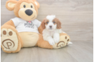 Meet Ellie - our Cavapoo Puppy Photo  2/3 - Simply Southern Pups Cavapoo Pup Being Cute