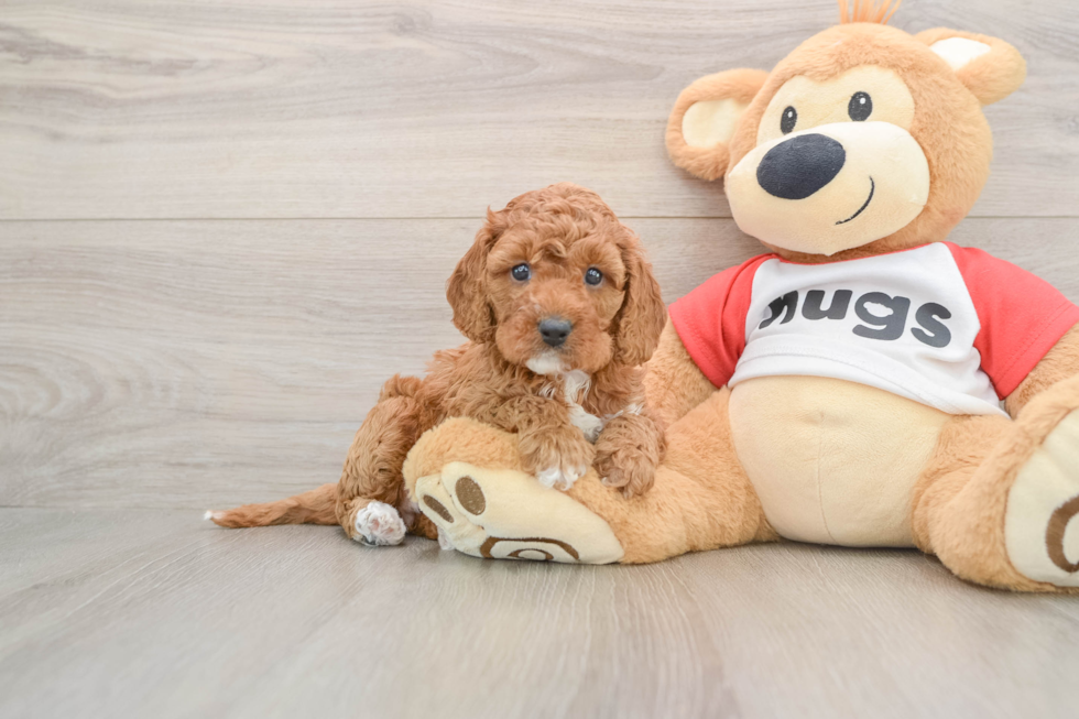 Fluffy Cavapoo Poodle Mix Pup