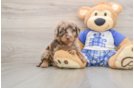 Small Cavapoo Baby