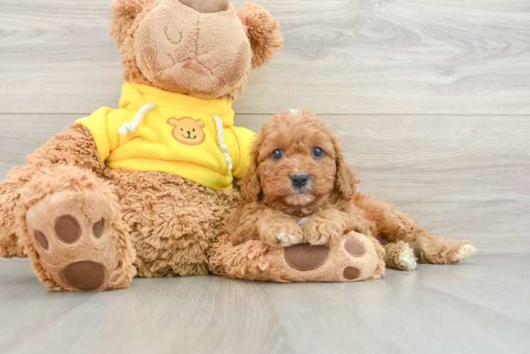 Smart Cavapoo Poodle Mix Pup