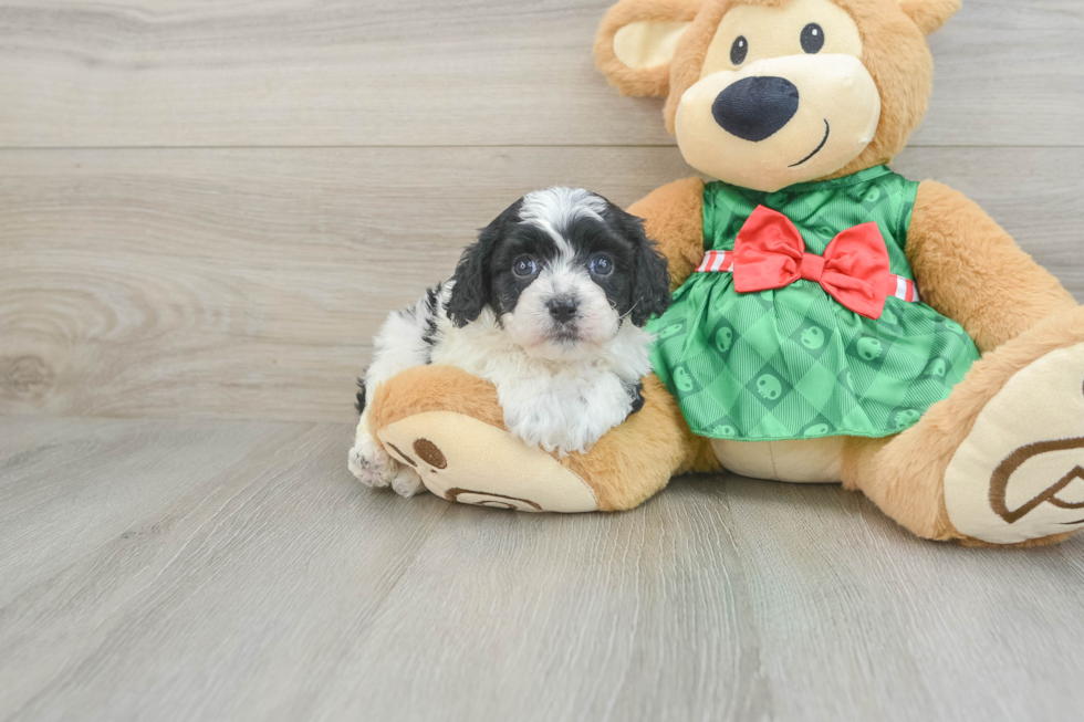 Cavapoo Pup Being Cute