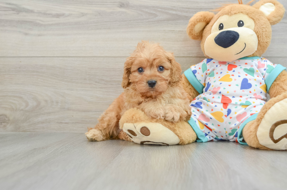 6 week old Cavapoo Puppy For Sale - Simply Southern Pups