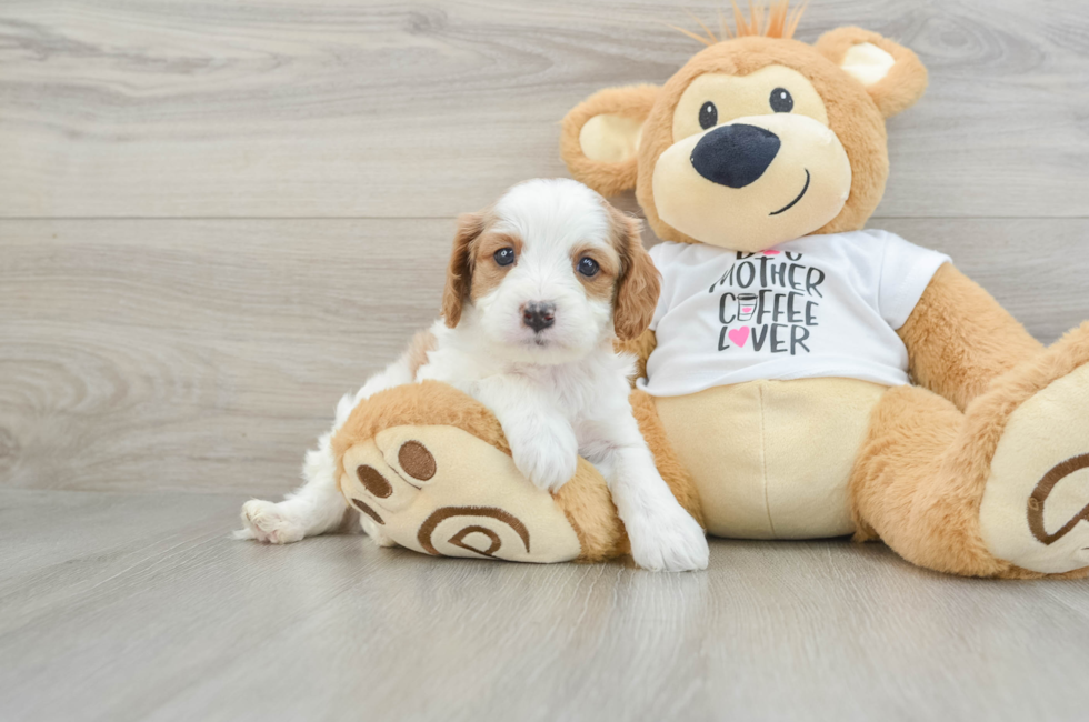 5 week old Cavapoo Puppy For Sale - Simply Southern Pups