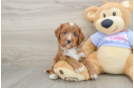 Fluffy Cavapoo Poodle Mix Pup