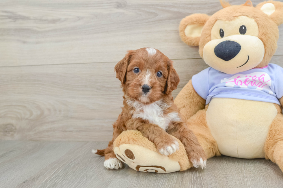 Fluffy Cavapoo Poodle Mix Pup